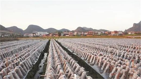 大力士 生物质燃烧器