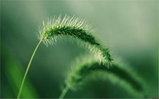 大力士 生物质燃烧器