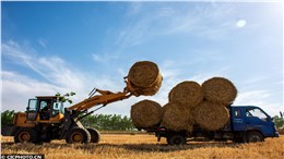 废木材变 “绿色电能”：日本TJ 集团探索木质生物质发电可持续发展新模式