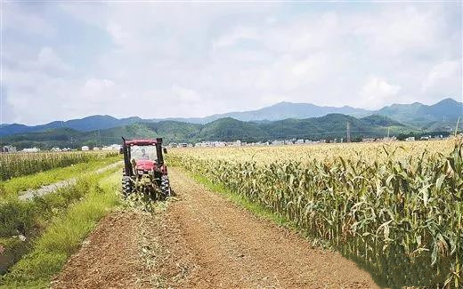 太湖望江入选中央财政秸秆综合利用试点县