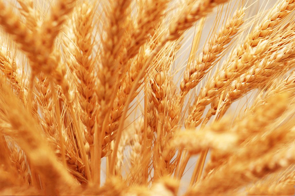 小麦秸秆生物质炭对碱性土壤中油菜生长和镉吸收的影响