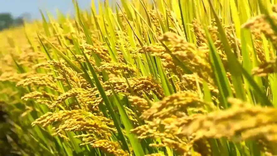 如何破解畜牧业高质量发展难点？1